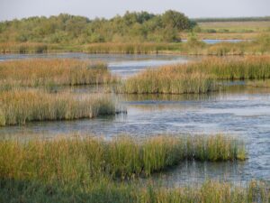 Fot.Eva Stets_Delta Evros (32)