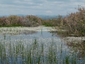 Αλμύρες 1 Eva Stets_Delta Evros (7)