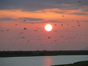 Ηλιοβασίλεμα 5 Eva Stets_Delta Evros (221)