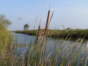 Κανάλι με καλαμιώνες Eva Stets_Delta Evros (150)