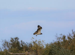 ψαραετός εν πτήσει